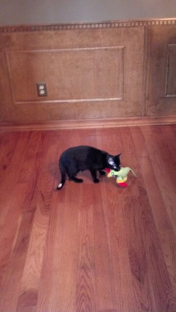 Charlie, photo 48