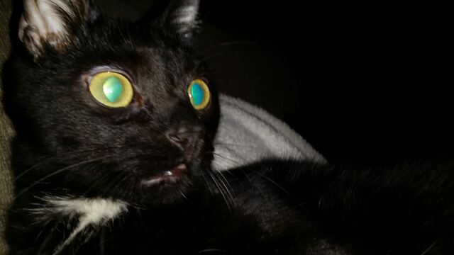 Charlie, photo 86