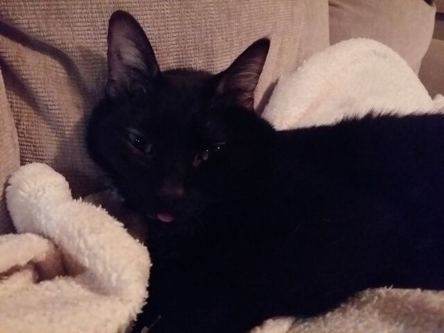 Charlie, photo 91