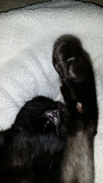 Charlie, photo 95