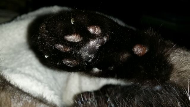 Charlie, photo 96
