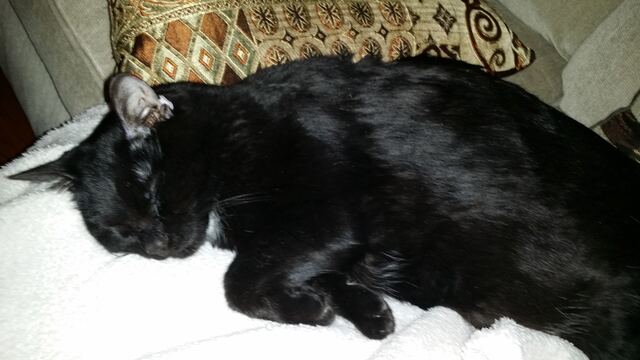 Charlie, photo 107