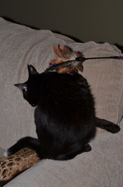 Charlie, photo 55