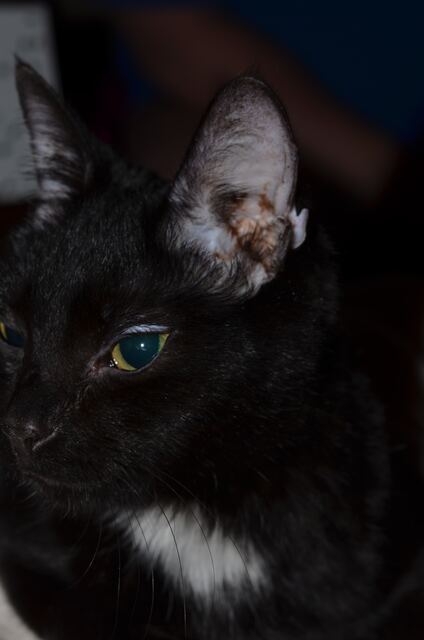 Charlie, photo 57