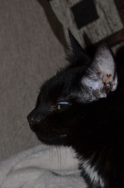 Charlie, photo 58