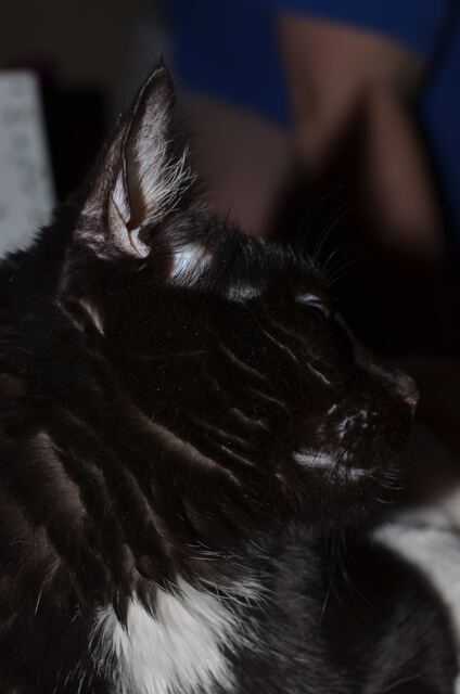 Charlie, photo 59