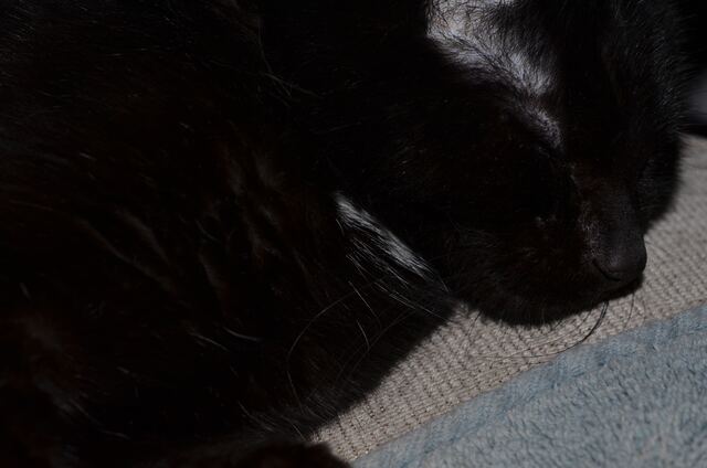 Charlie, photo 61