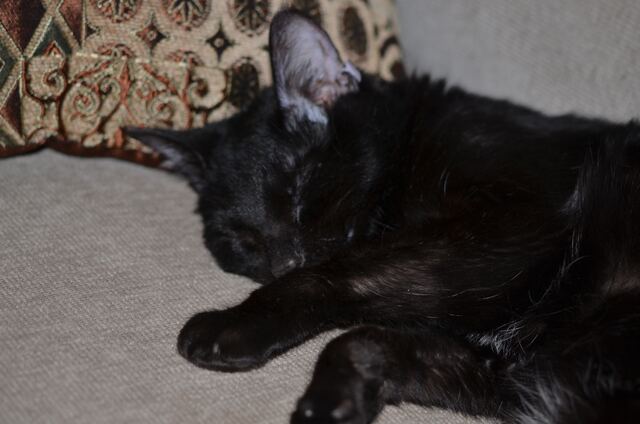 Charlie, photo 65