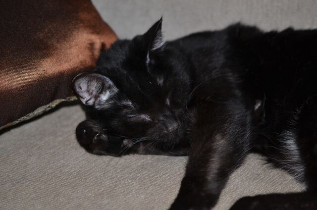Charlie, photo 68