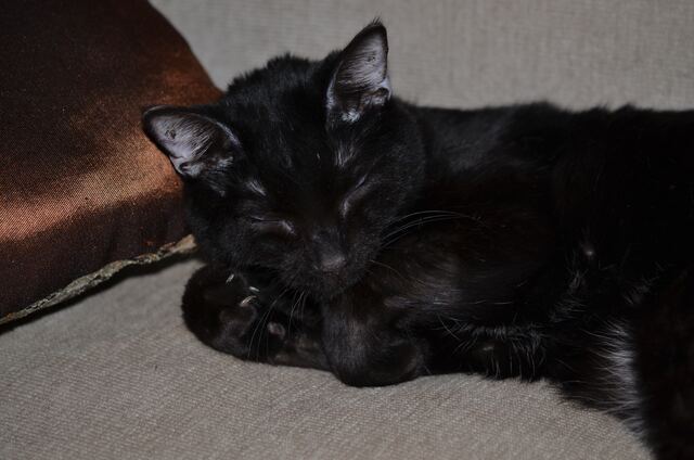 Charlie, photo 71