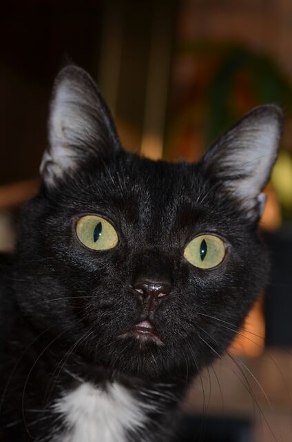 Charlie, photo 78