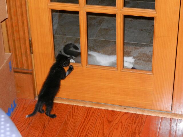 Meeting Junior in quarantine.