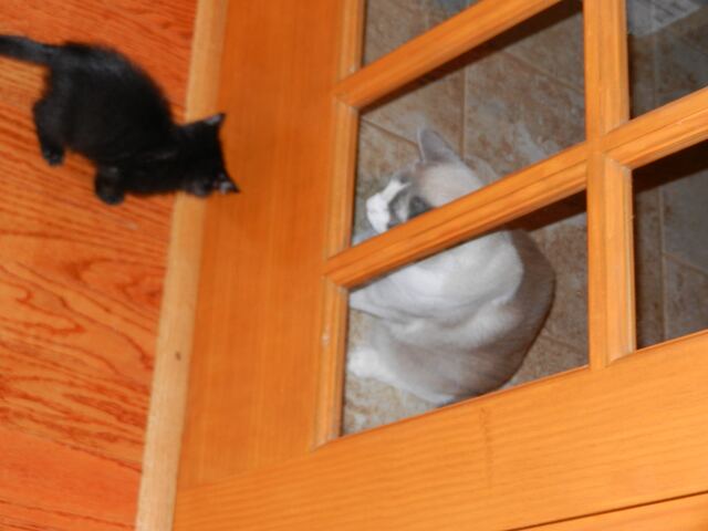 Charlie, photo 11