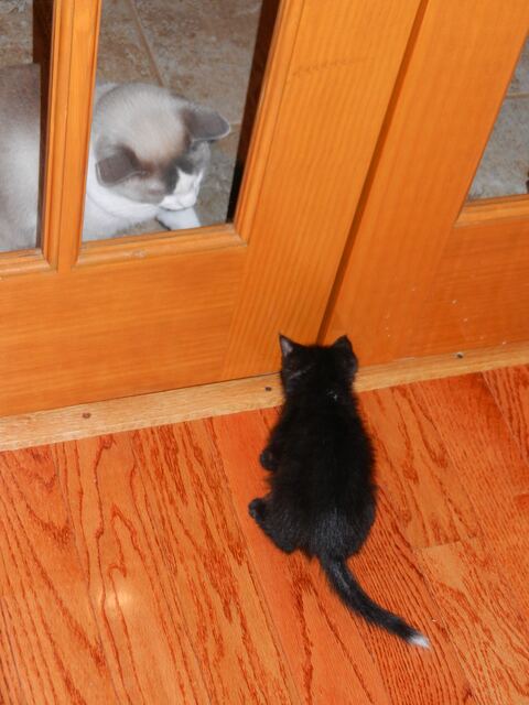 Charlie, photo 12
