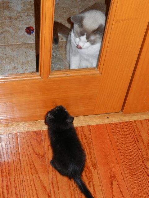 Charlie, photo 14