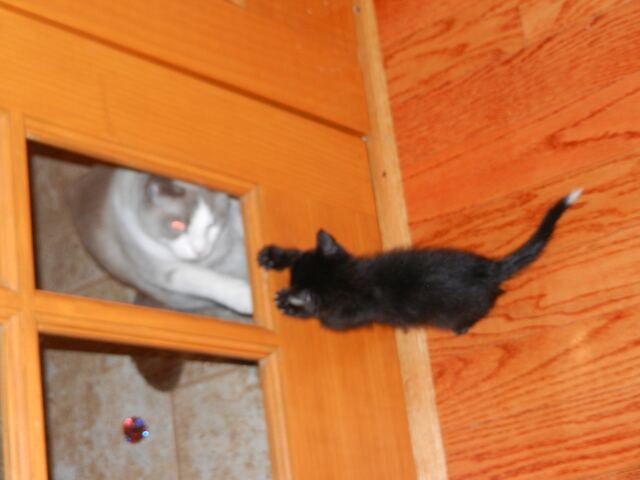 Charlie, photo 15