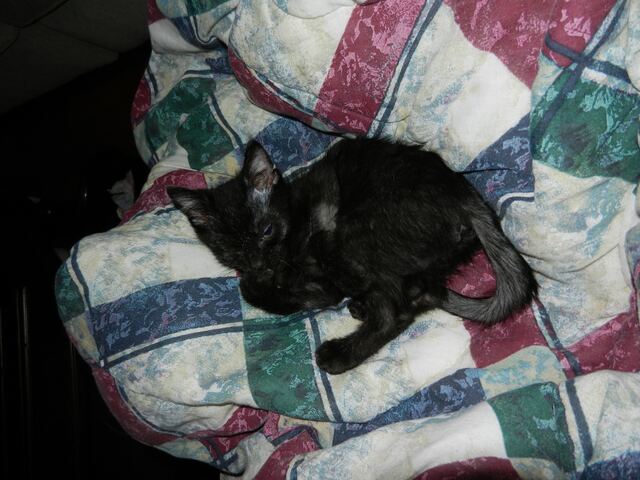Charlie, photo 21