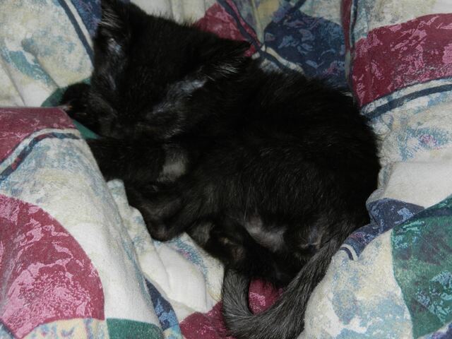 Charlie, photo 25