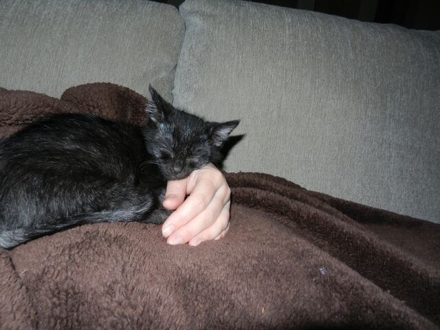 Charlie, photo 29