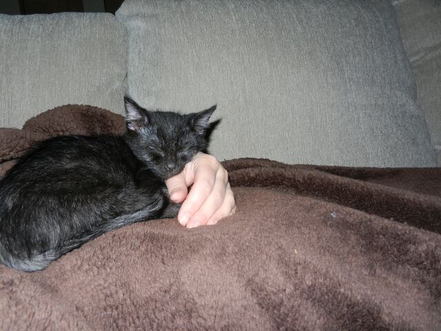 Charlie, photo 31