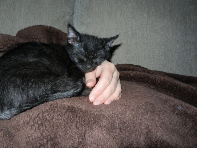 Charlie, photo 32