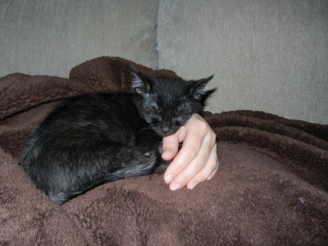 Charlie, photo 34