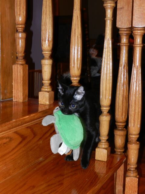 Charlie, photo 50
